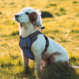 FS-Manufacturer Supplier Fashion Attractive Polyester Simple Pet Harness Comfort