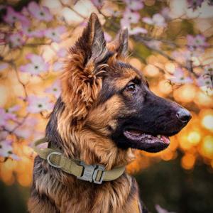 FS-Wholesale Personalized Waterproof Pet Supplies Black Nylon Pet Collar