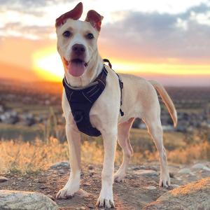 FS-Factory Made Custom Soft Adjustable Modern Pets Accesories Dog Harness